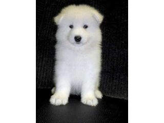 meet-the-smiling-samoyed-dog-small-0