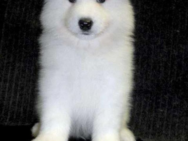 meet-the-smiling-samoyed-dog