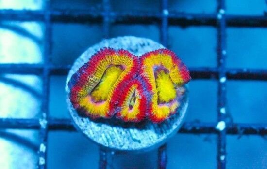 lunar-ufo-rainbow-acan-frag-big-0