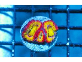 lunar-ufo-rainbow-acan-frag-small-0
