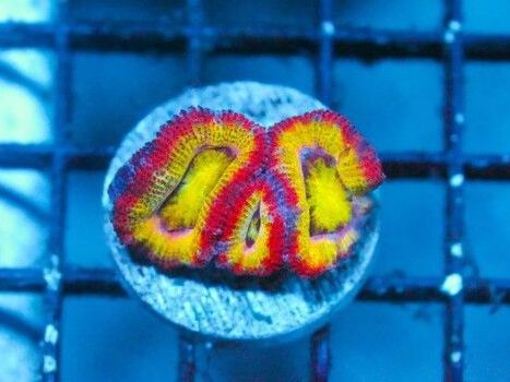 lunar-ufo-rainbow-acan-frag