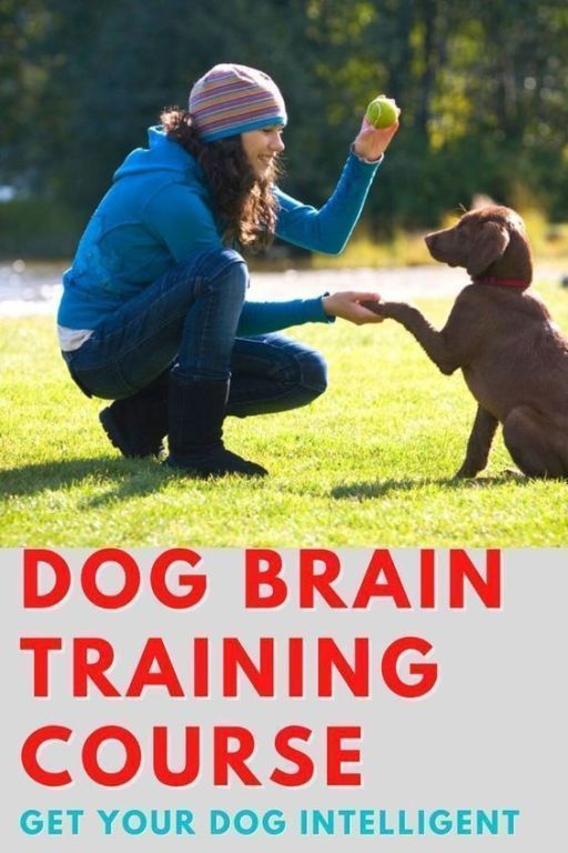 brain-training-for-dogs-unique-easy-dog-training-course-big-1