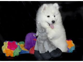 fluffy-smiles-guaranteed-small-0