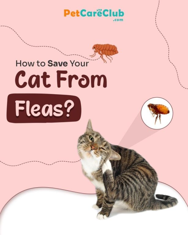 how-to-get-rid-of-fleas-from-cats-get-25-off-flea-preventions-big-0
