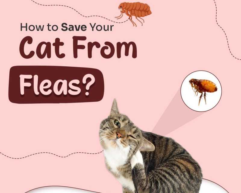 how-to-get-rid-of-fleas-from-cats-get-25-off-flea-preventions