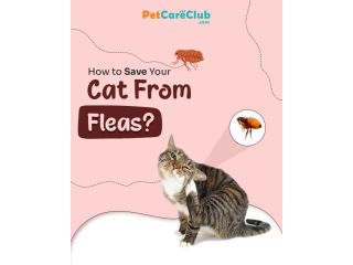 how-to-get-rid-of-fleas-from-cats-get-25-off-flea-preventions-small-0