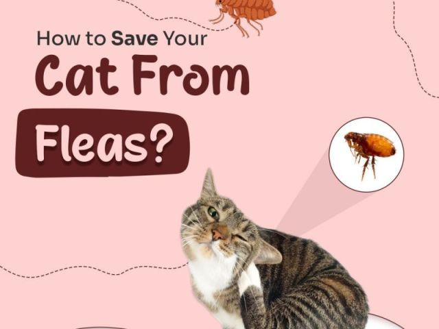 how-to-get-rid-of-fleas-from-cats-get-25-off-flea-preventions