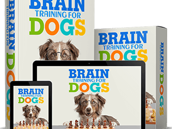 brain-training-for-dogs-stop-bad-behavior