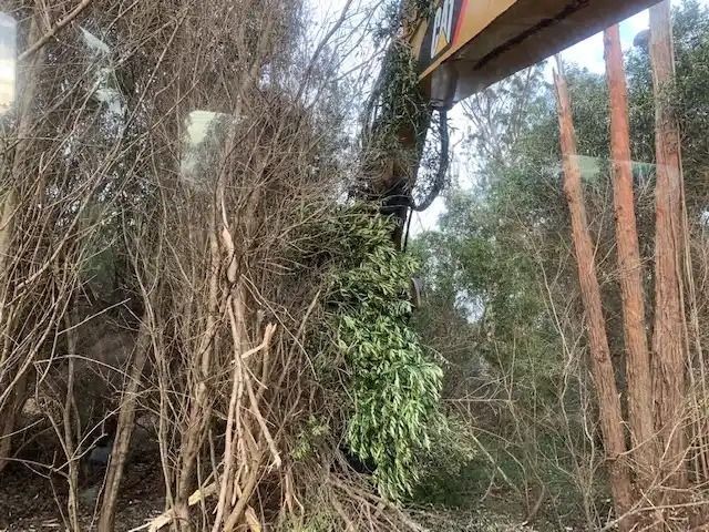 best-tree-removal-solutions-in-hawaii-arborist-services-big-0