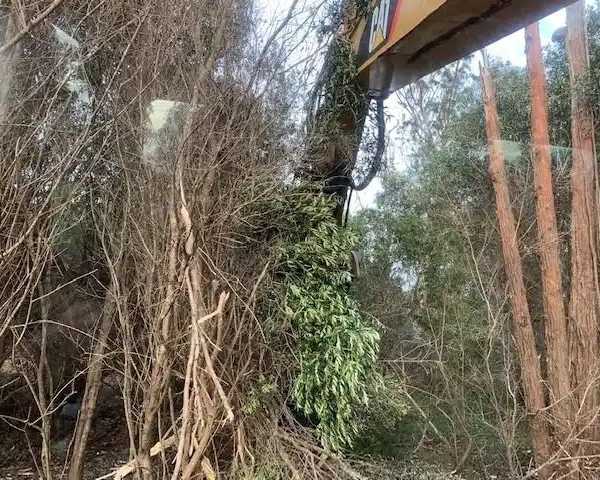 best-tree-removal-solutions-in-hawaii-arborist-services