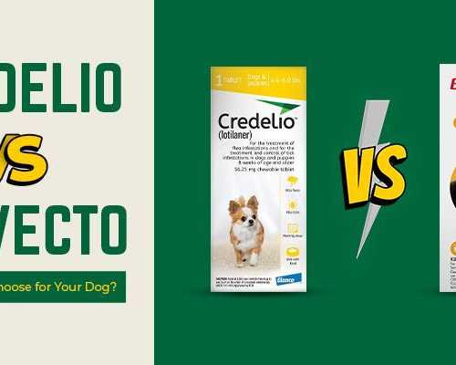 bravecto-vs-credelio-a-complete-flea-prevention-comparison-canadavetcare