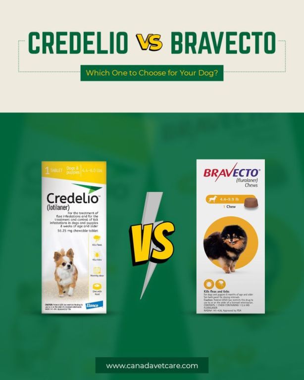 what-are-the-safest-flea-tick-collars-for-dogs-canadavetcare-big-0