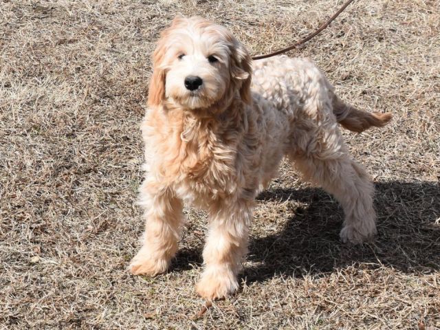 adorable-mini-goldendoodle-dogs-for-sale-in-nc