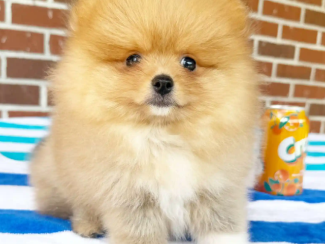 baby-doll-pomeranian-in-georgia-cute-healthy-pups