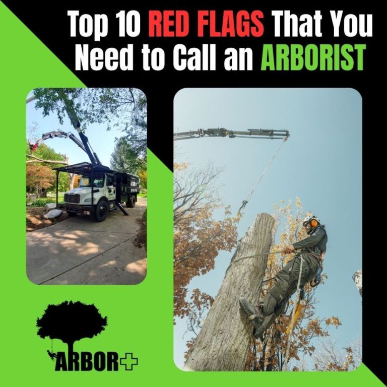 arbor-plus-big-3
