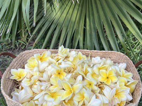 family-arrival-lei-greeting-plumeria-lei-greetings