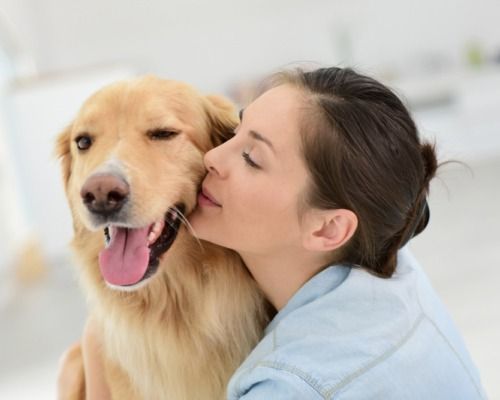 reliable-pet-movers-to-hawaii-dog-gone-taxi-big-0