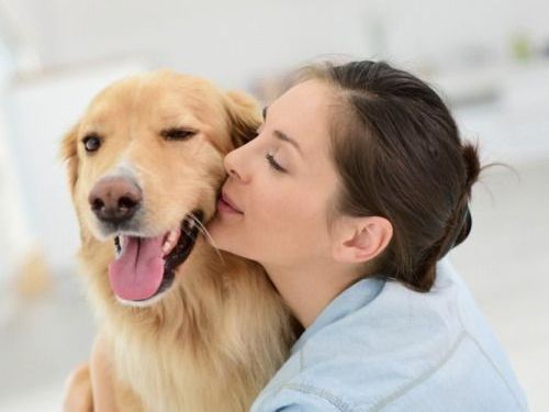 reliable-pet-movers-to-hawaii-dog-gone-taxi