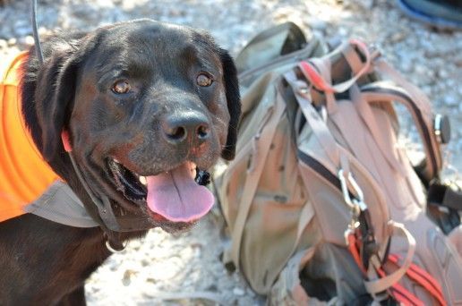 building-stability-through-rescue-dog-training-big-0