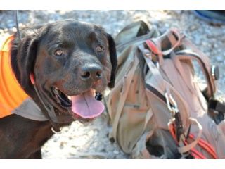 building-stability-through-rescue-dog-training-small-0