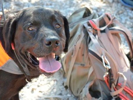 building-stability-through-rescue-dog-training