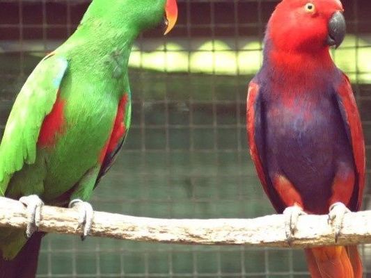 importing-birds-to-usa-safely-with-airborne-animals