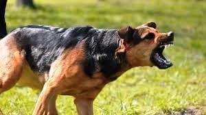 best-anxiety-medication-for-dogs-big-0