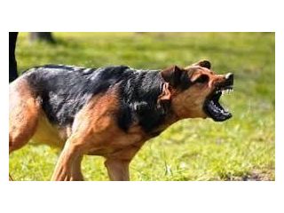 best-anxiety-medication-for-dogs-small-0