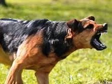 best-anxiety-medication-for-dogs