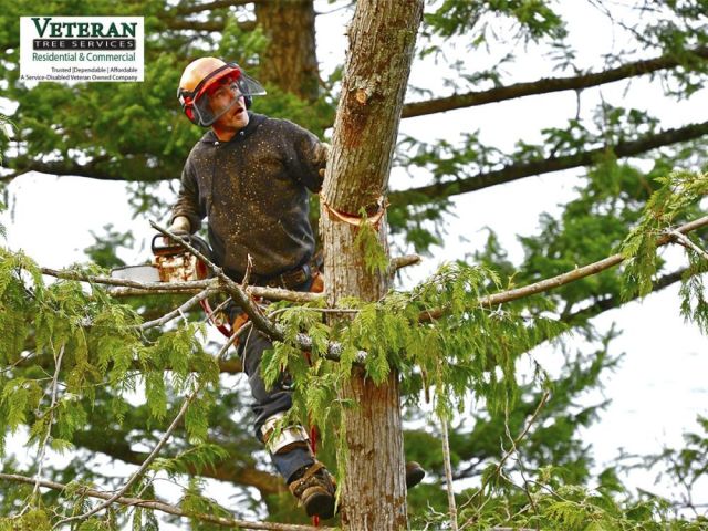 tree-stump-grinding-baltimore-professionals