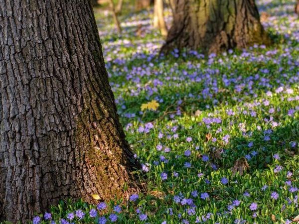 online-plant-nursery-for-landscape-transformation