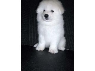 fluffy-white-companions-for-loving-families-small-0