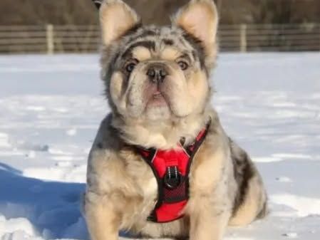 french-bulldogs-for-sale-in-ohio-healthy-family-puppies