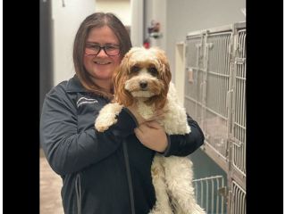 compassionate-care-by-summit-veterinary-care-small-0