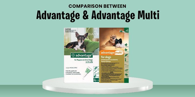 advantage-vs-advantage-multi-advocate-which-one-is-best-big-0
