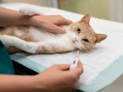 pet-routine-exams-in-california