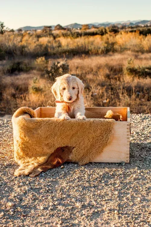 best-goldendoodle-breeder-san-diego-big-0
