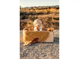best-goldendoodle-breeder-san-diego-small-0