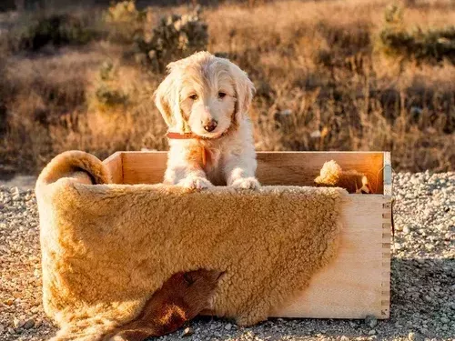 best-goldendoodle-breeder-san-diego