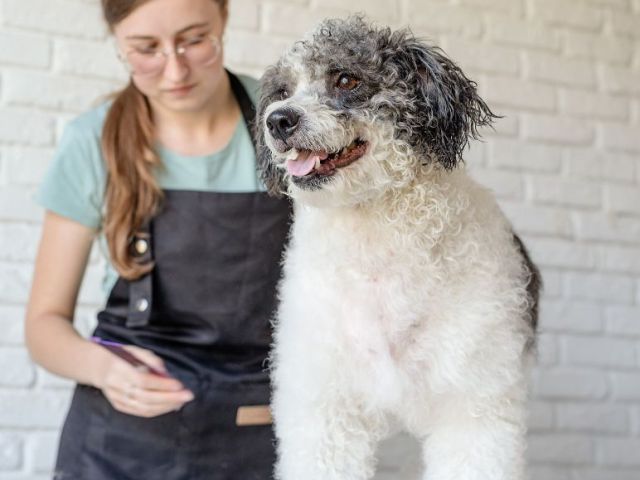 cheap-mobile-pet-groomers-fort-worth-tx-near-you