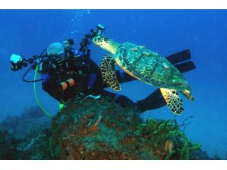 diving-south-florida-small-0