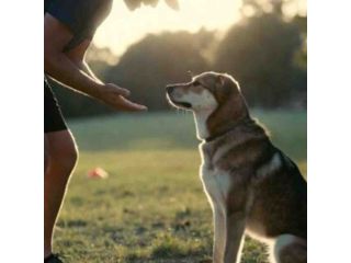 basic-dog-obedience-training-small-0