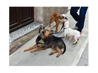 best-cat-sitting-services-near-me-for-busy-pet-owners-small-0
