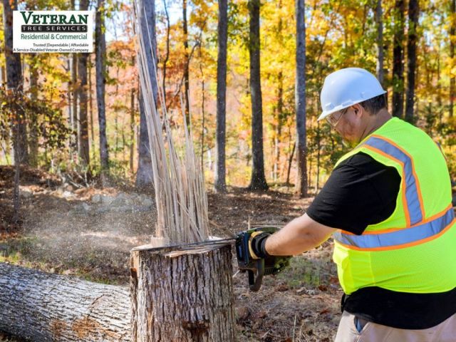 affordable-tree-removal-service