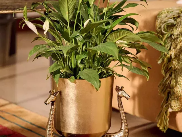 about-aalaya-crafting-timeless-elegance-for-your-home