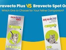 bravecto-plus-vs-bravecto-spot-on-which-one-best-for-your-cat
