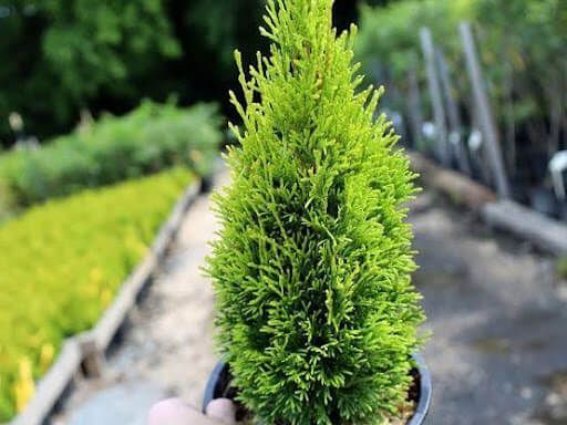 buy-techny-arborvitae-trees-planting-warranty