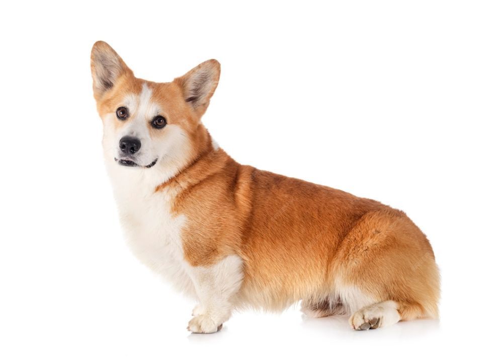 healthy-pembroke-corgi-puppies-available-illinois-breeder-big-0