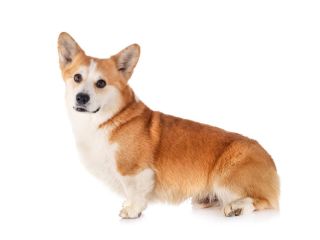 healthy-pembroke-corgi-puppies-available-illinois-breeder-small-0