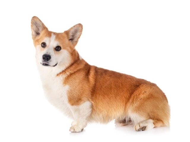 healthy-pembroke-corgi-puppies-available-illinois-breeder